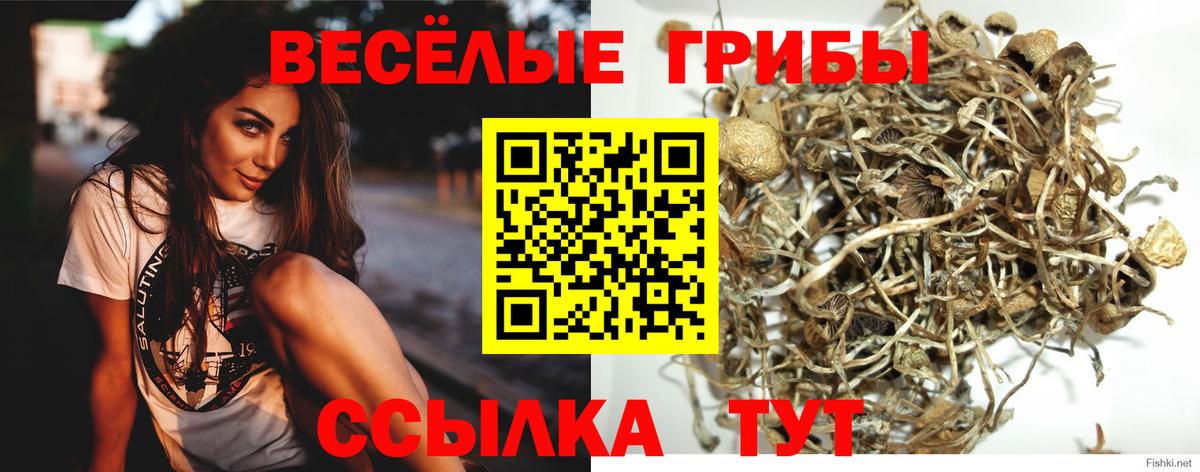 Конаково  Галлюциногенные грибы Cubensis  Вход с VPN 